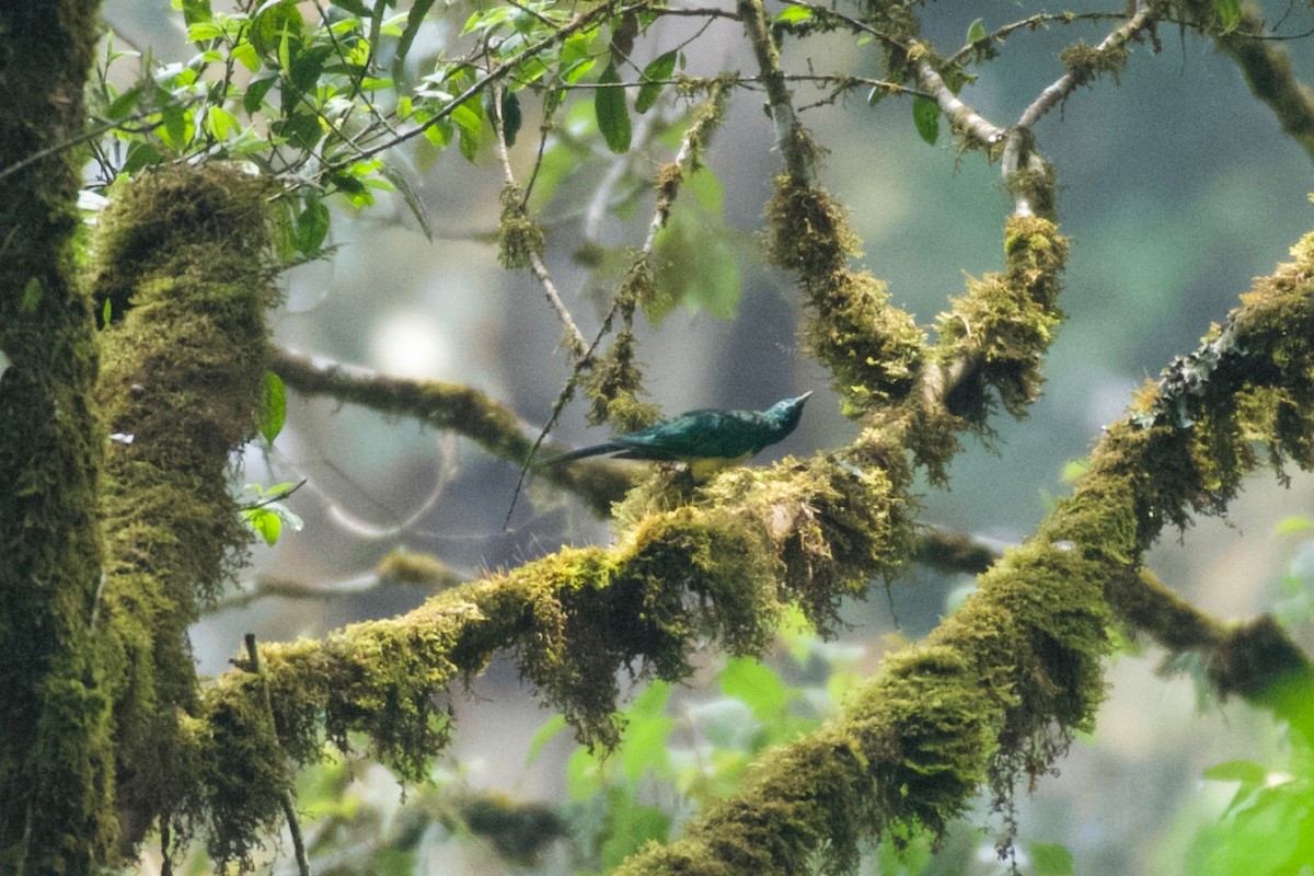 African Emerald Cuckoo - ML642115436