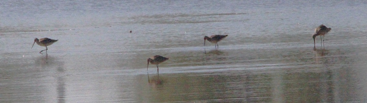 Hudsonian Godwit - ML642115441