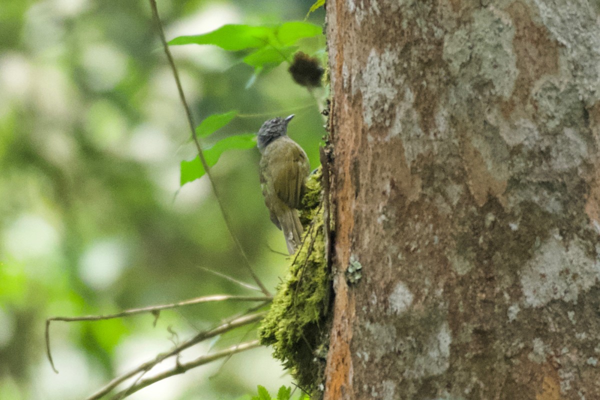 Shelley's Greenbul - ML642115453