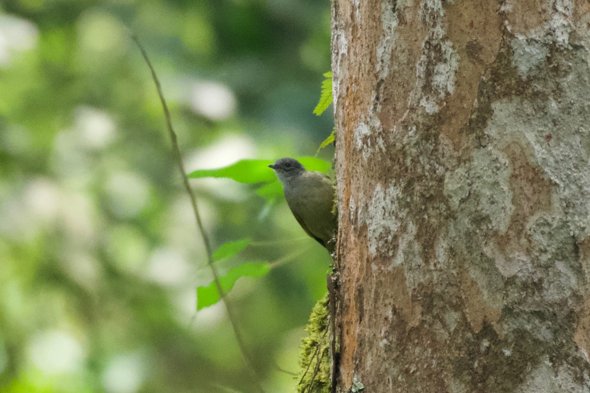 Shelley's Greenbul - ML642115454