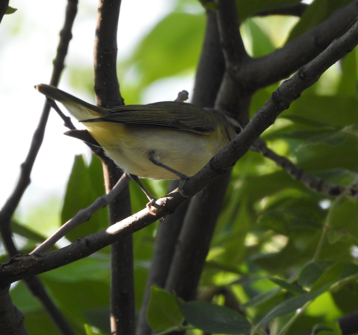 Vireo Ojirrojo - ML642115480