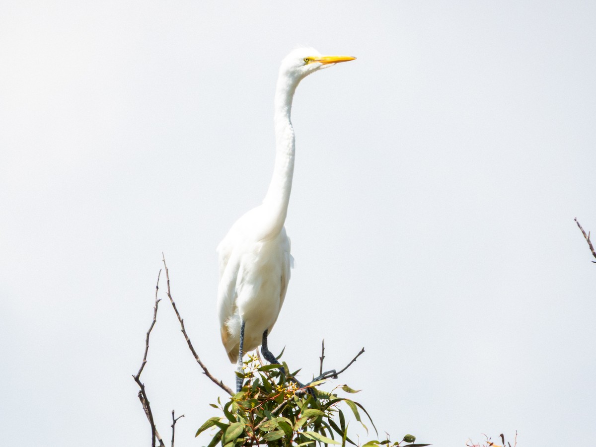 volavka bílá (ssp. egretta) - ML642115484