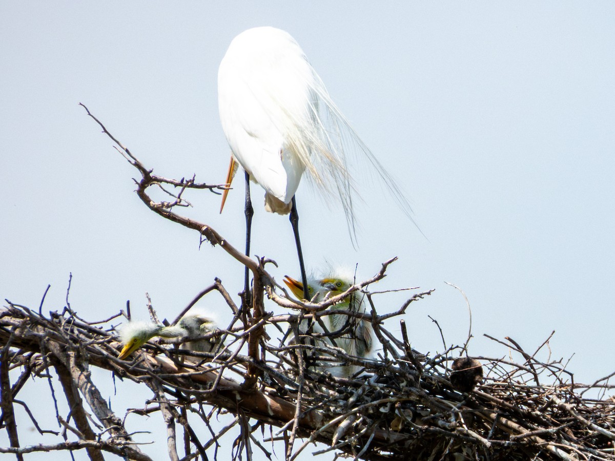 volavka bílá (ssp. egretta) - ML642115485