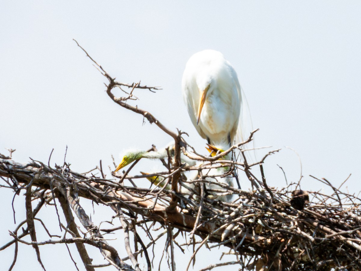 volavka bílá (ssp. egretta) - ML642115486