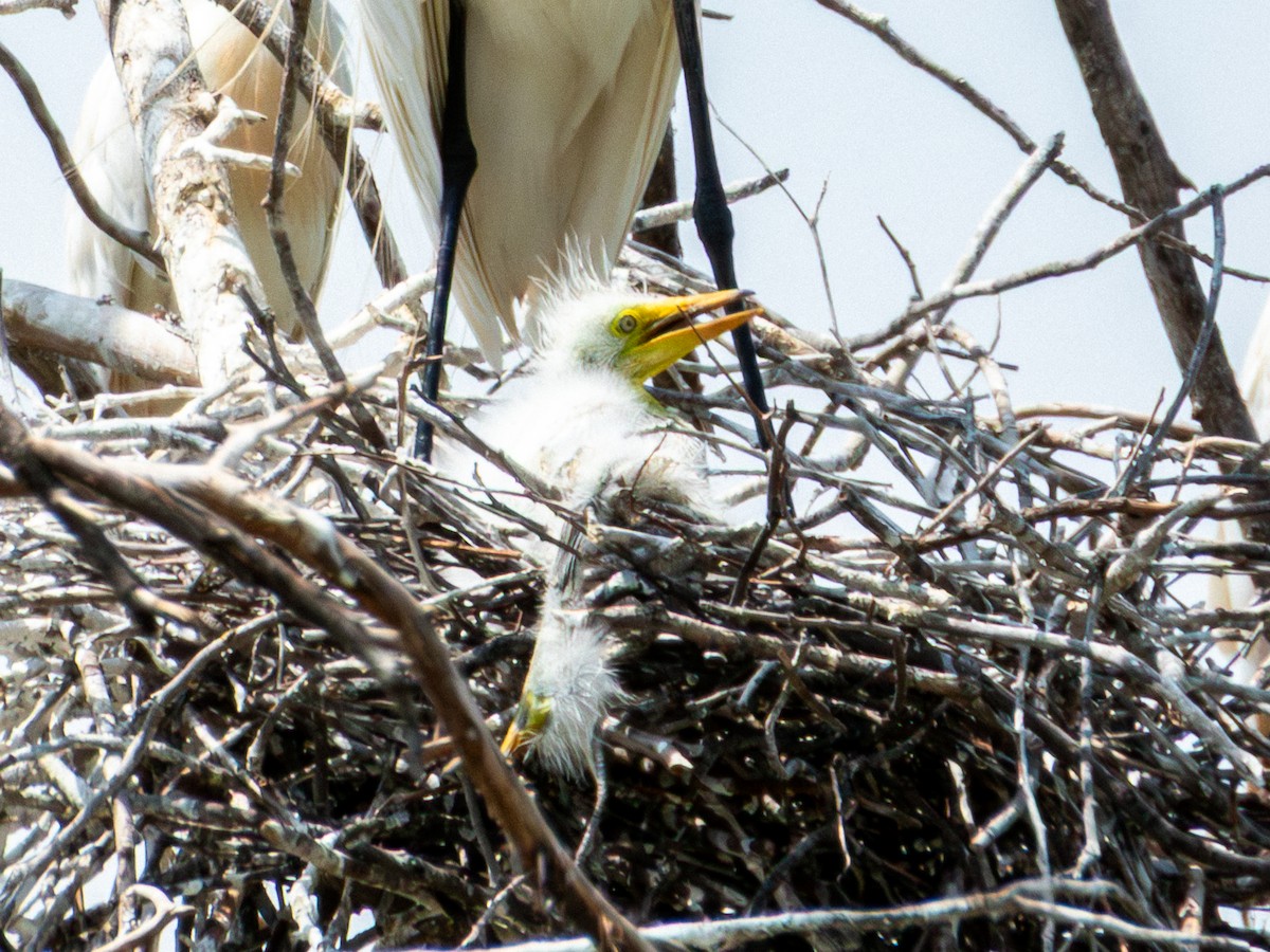 volavka bílá (ssp. egretta) - ML642115487