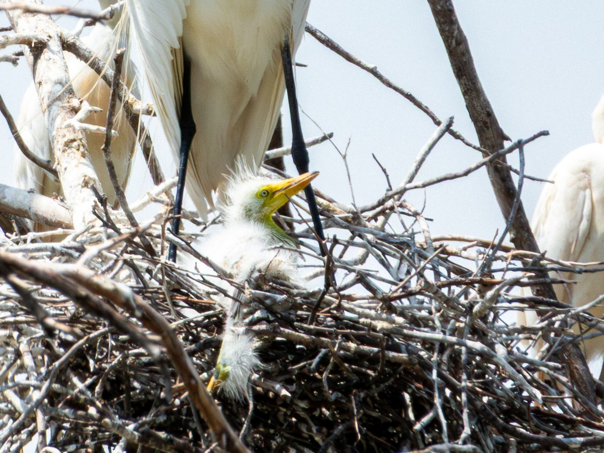 volavka bílá (ssp. egretta) - ML642115488