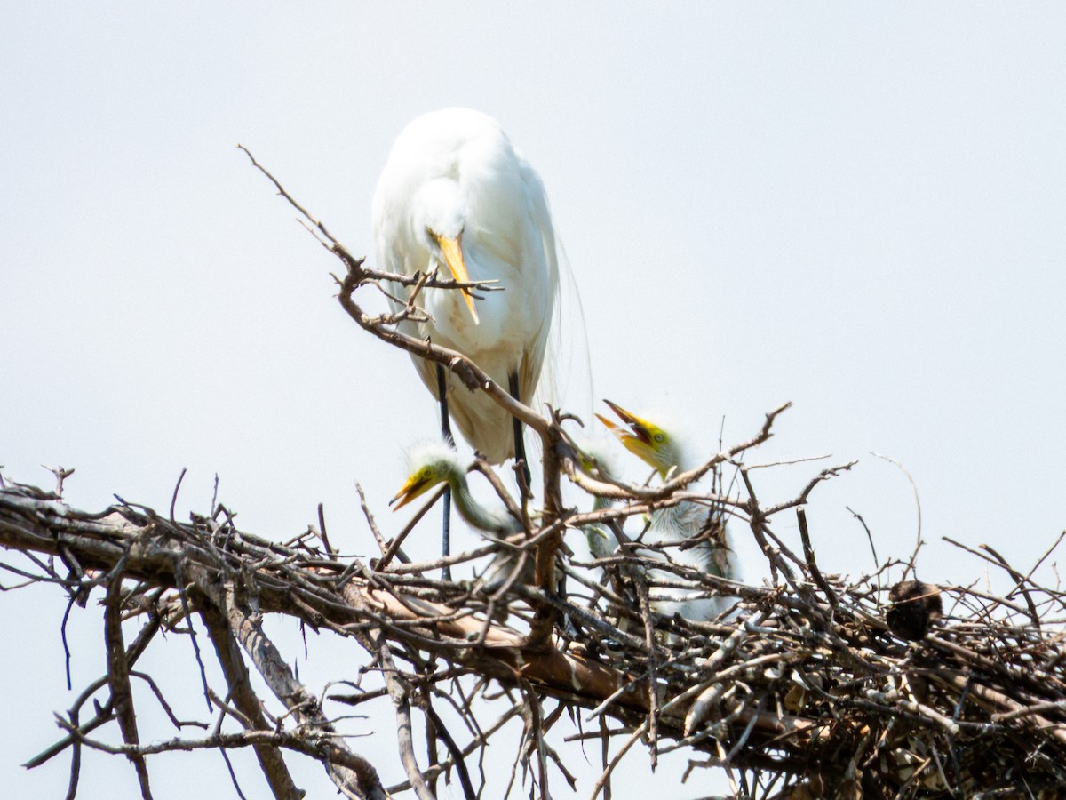 volavka bílá (ssp. egretta) - ML642115489