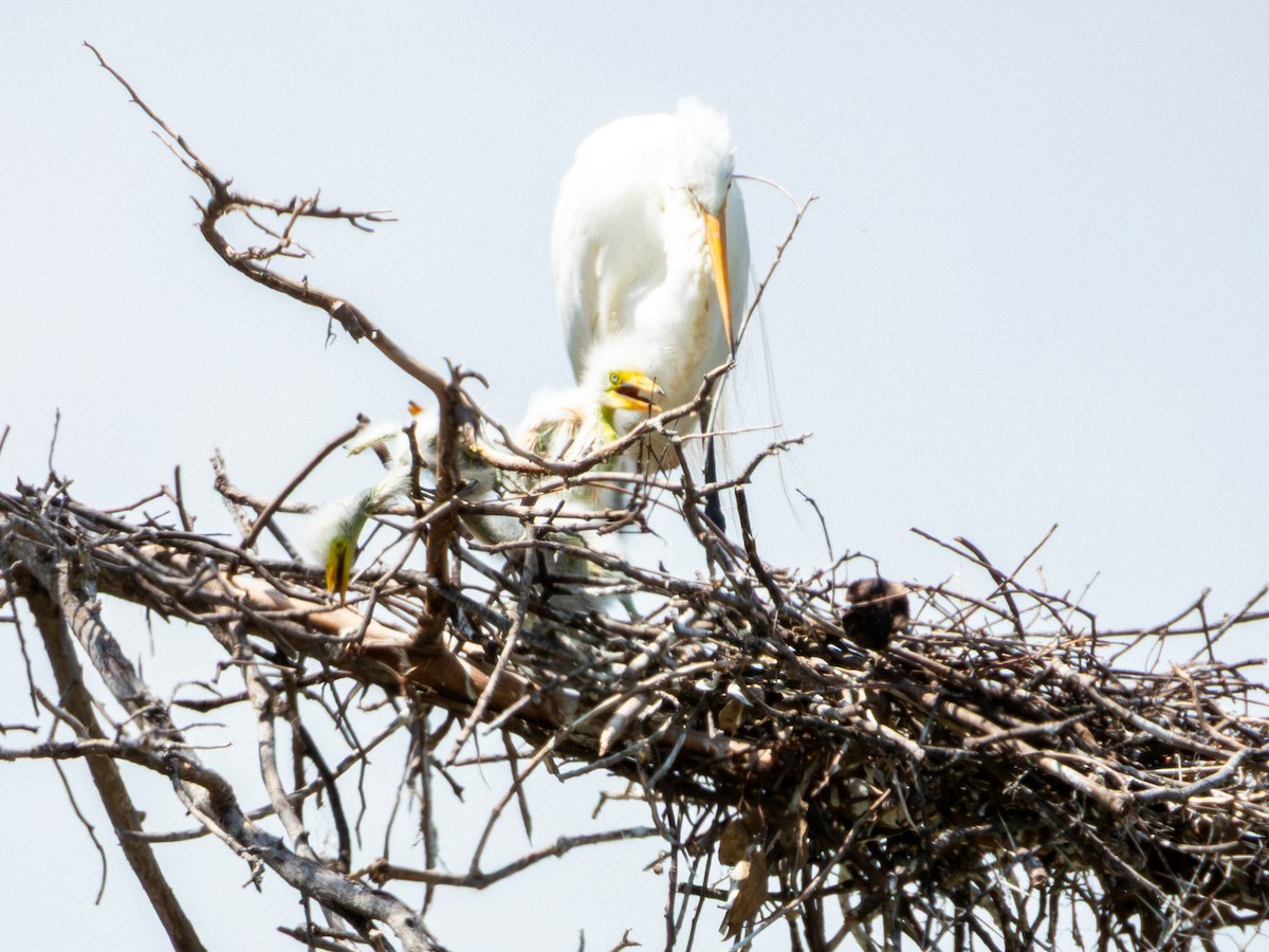 volavka bílá (ssp. egretta) - ML642115490