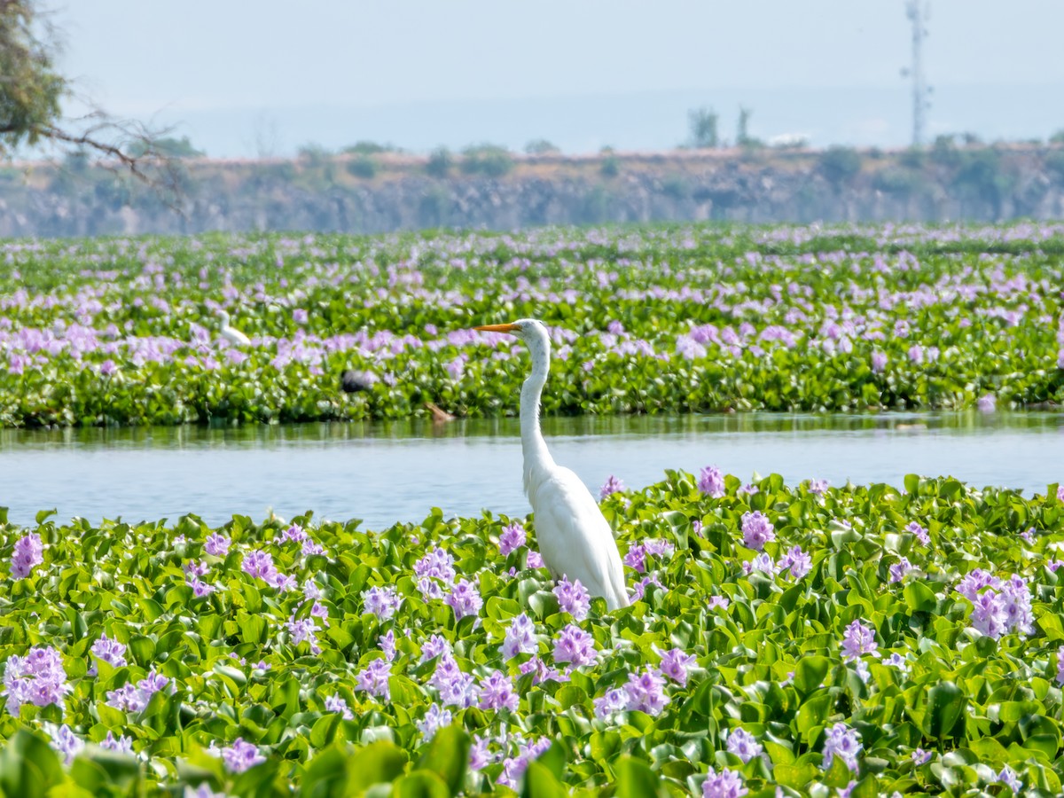 volavka bílá (ssp. egretta) - ML642115491