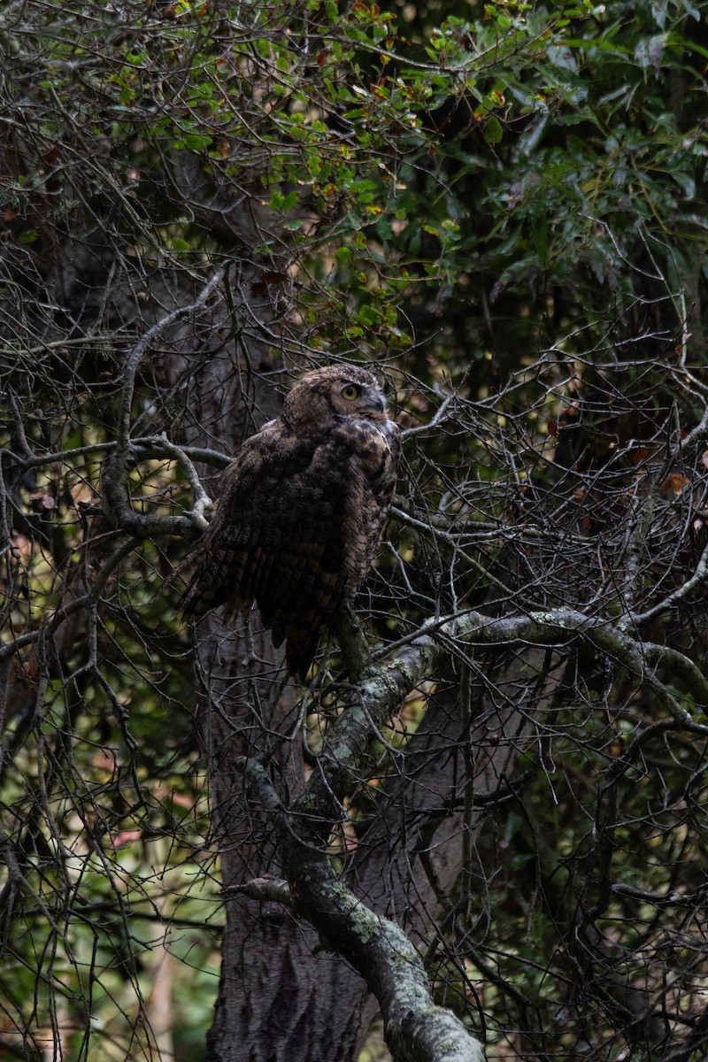 Búho Americano - ML642115493