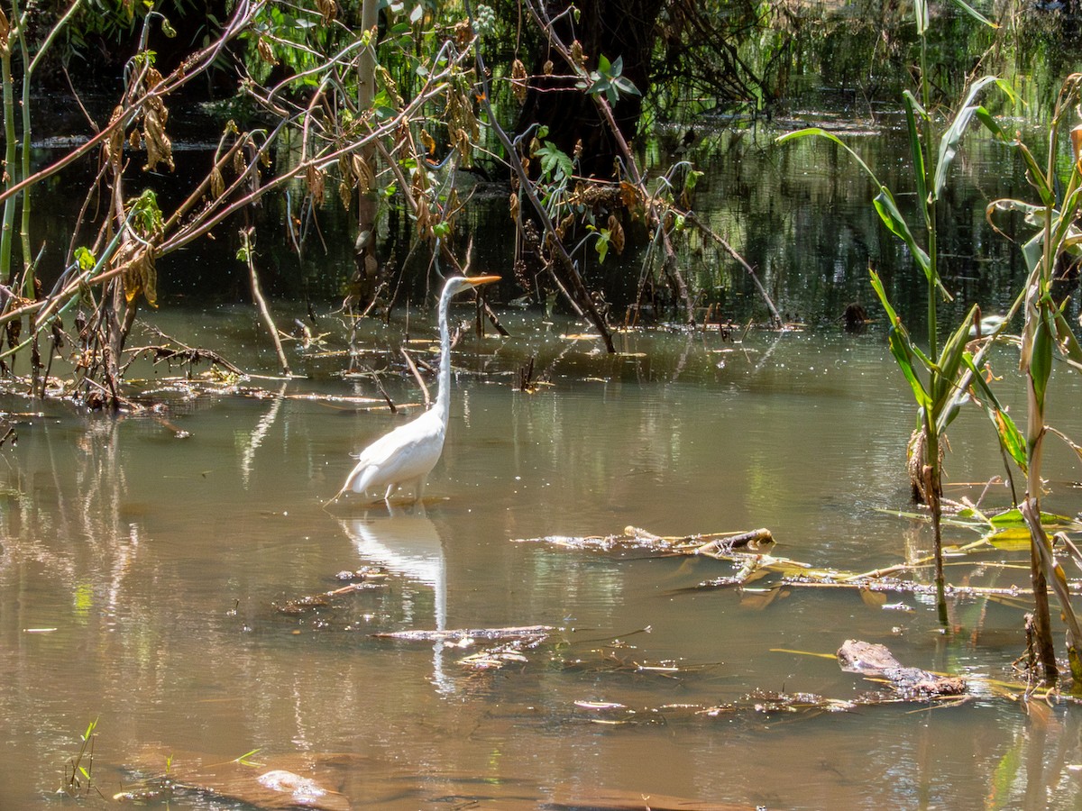 volavka bílá (ssp. egretta) - ML642115495