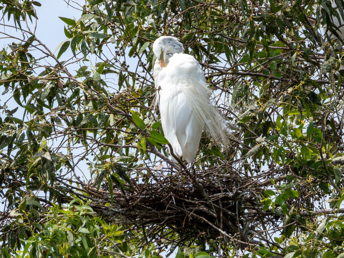 volavka bílá (ssp. egretta) - ML642115498