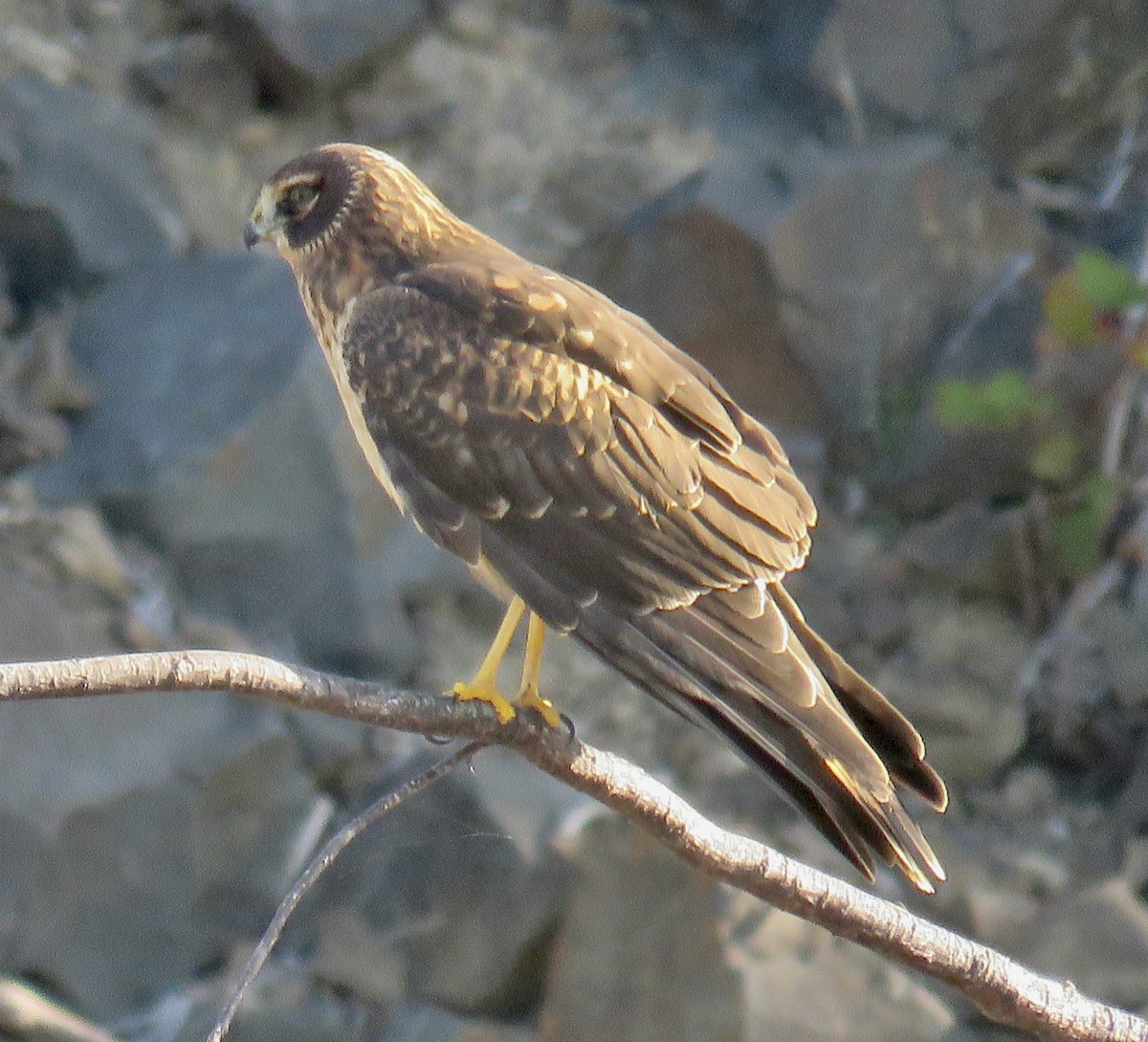 Northern Harrier - ML642115508