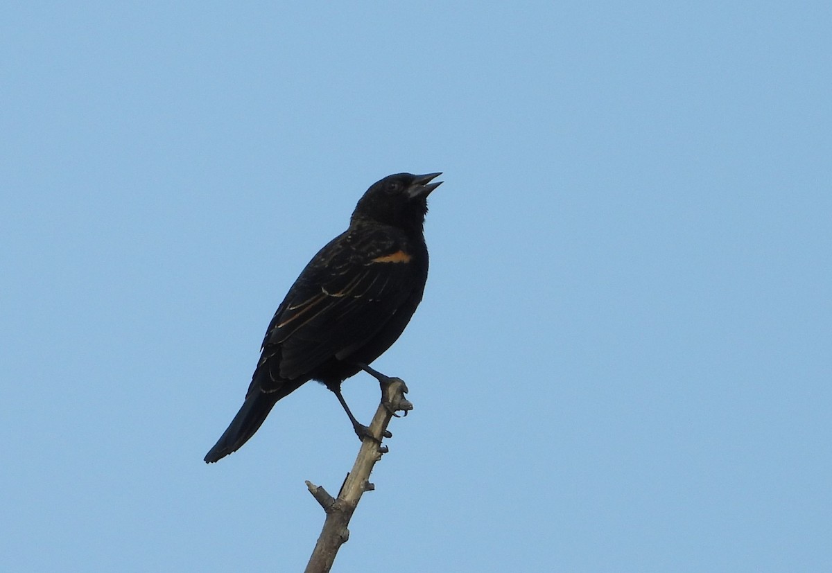 Red-winged Blackbird - ML642115515