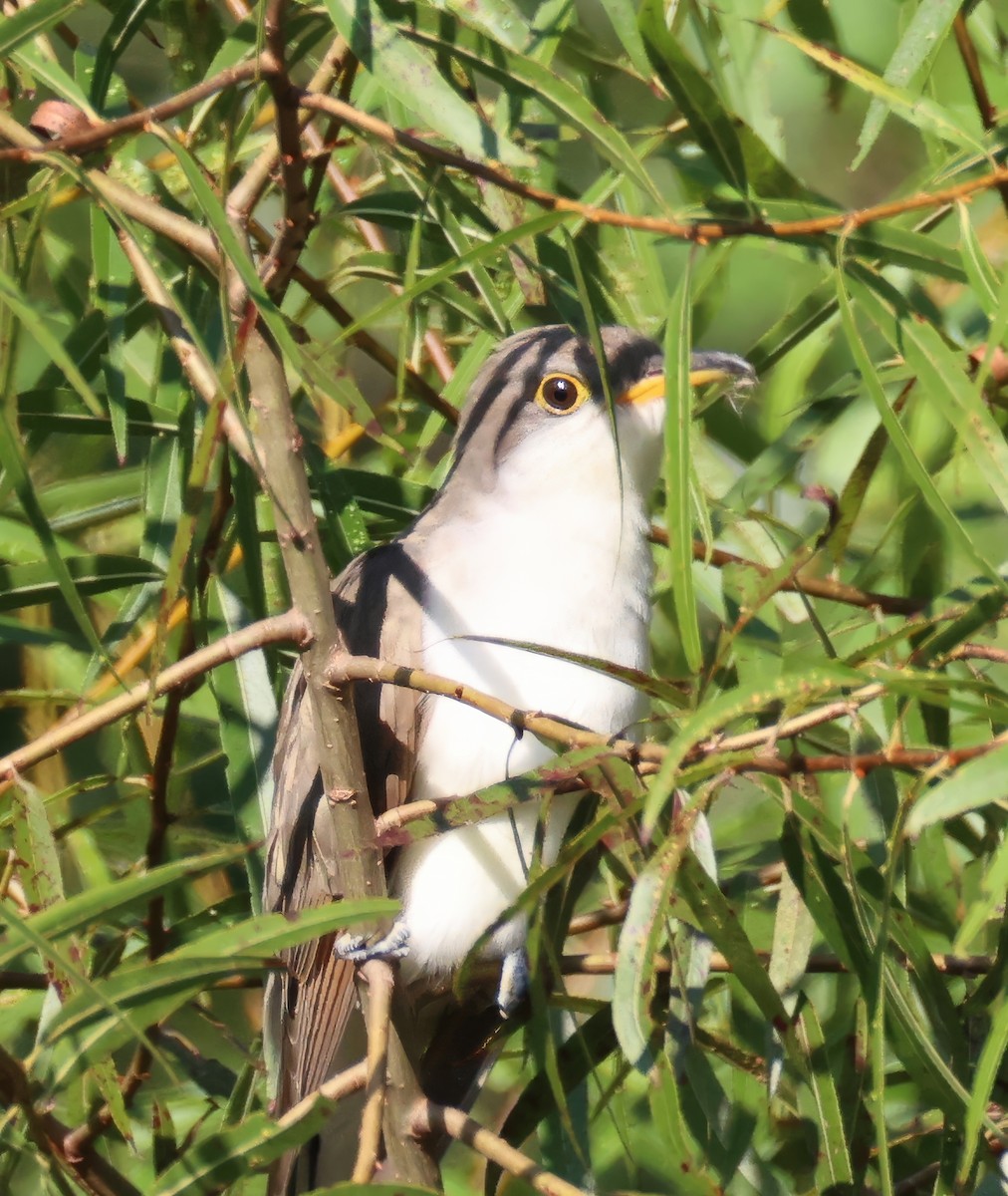Yellow-billed Cuckoo - ML642115519