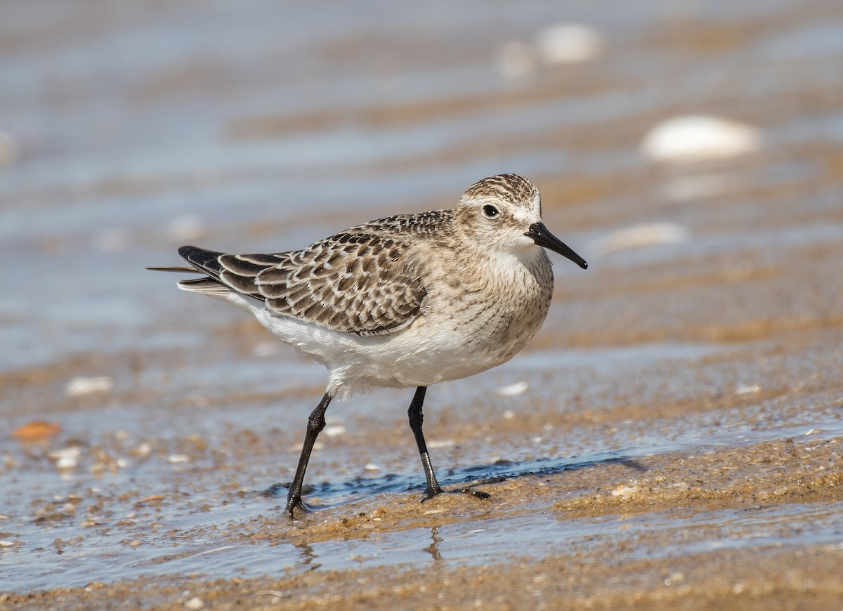 Baird's Sandpiper - ML642115546