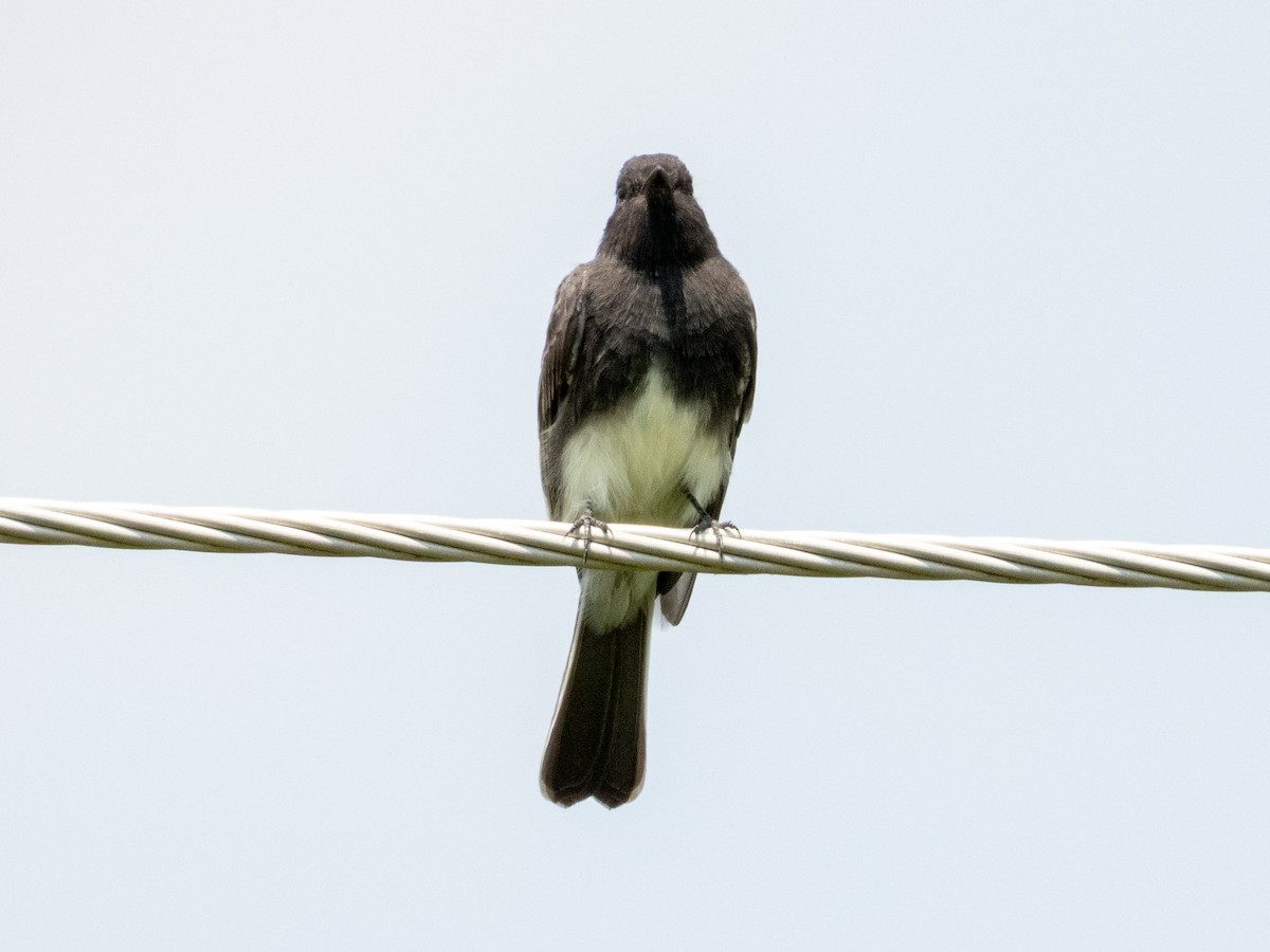 Black Phoebe (Northern) - ML642115550