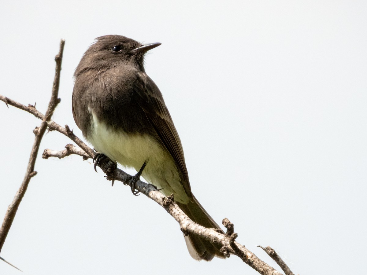 Black Phoebe (Northern) - ML642115551