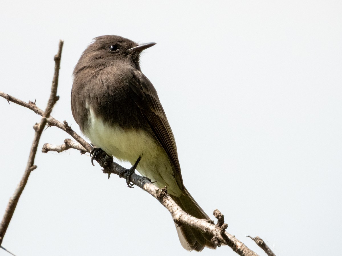 Black Phoebe (Northern) - ML642115552