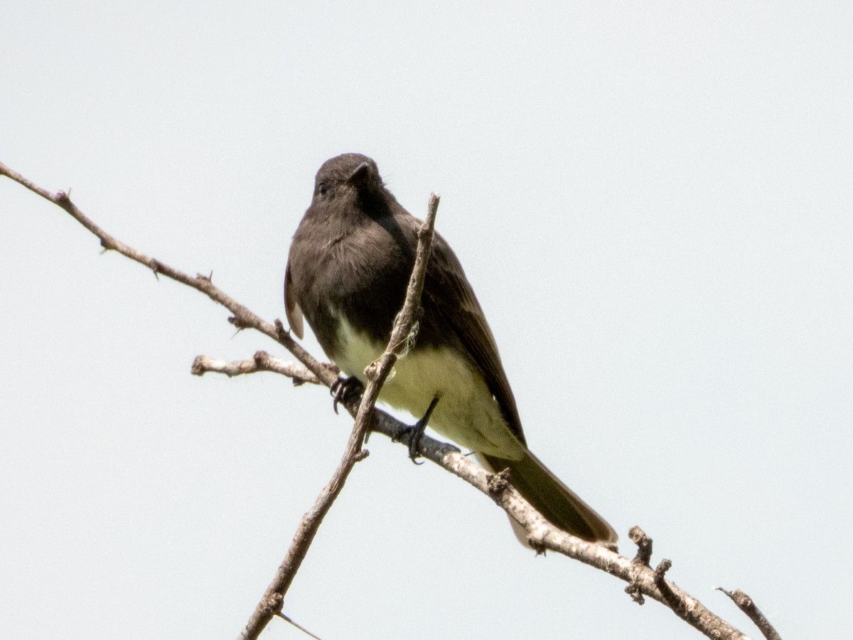 Black Phoebe (Northern) - ML642115553