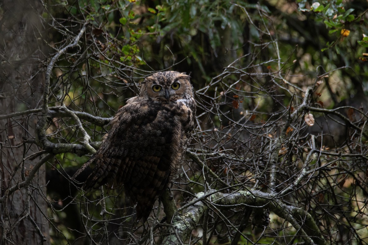 Great Horned Owl - ML642115556