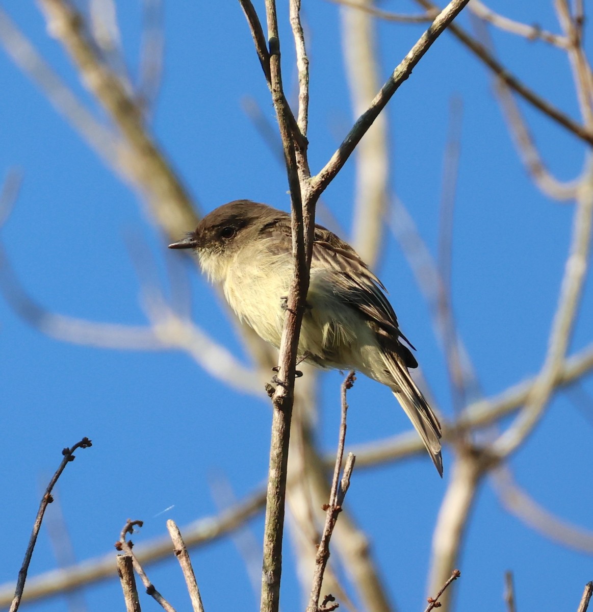 Eastern Phoebe - ML642115566