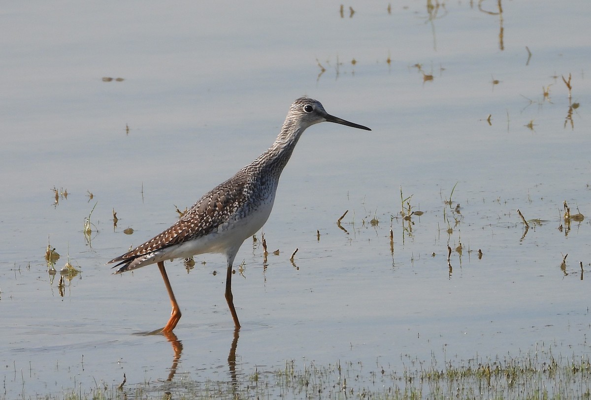 Greater Yellowlegs - ML642115577
