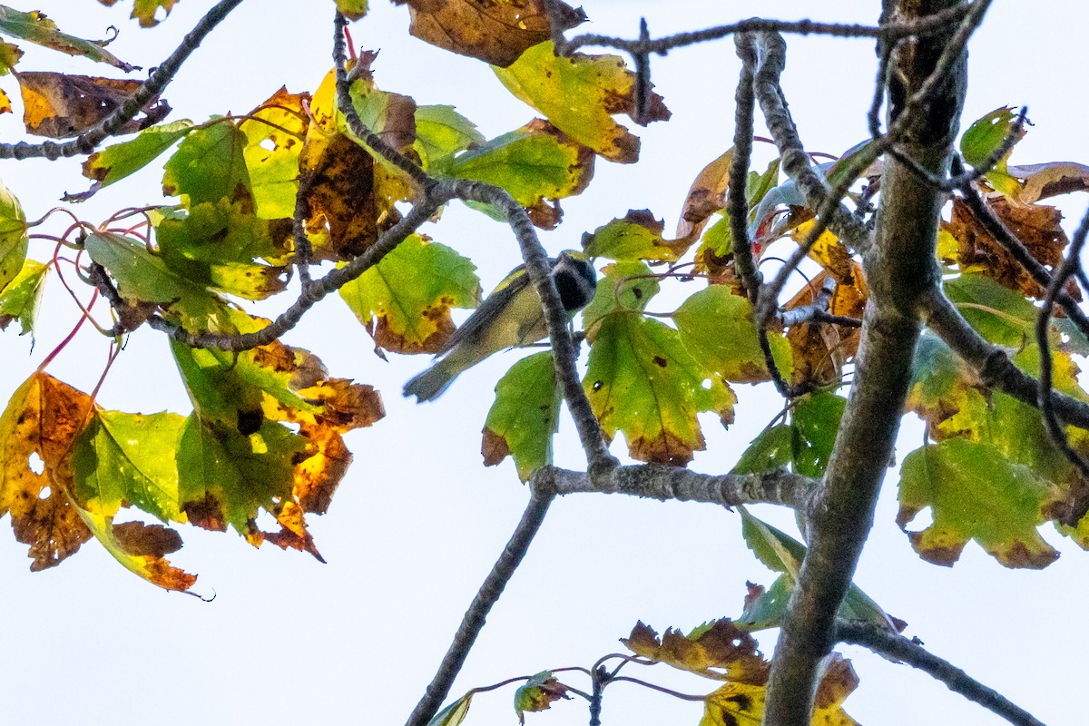 gullvingeparula - ML642115590