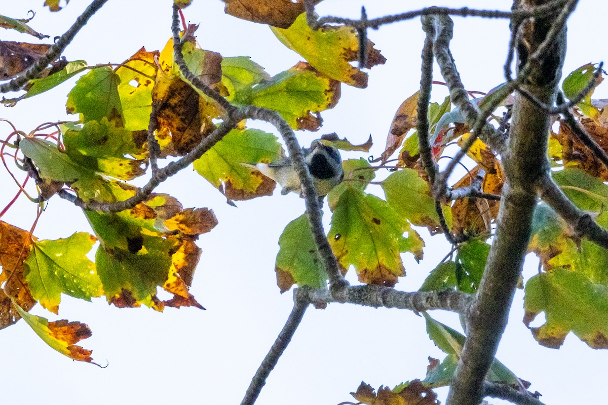 gullvingeparula - ML642115592
