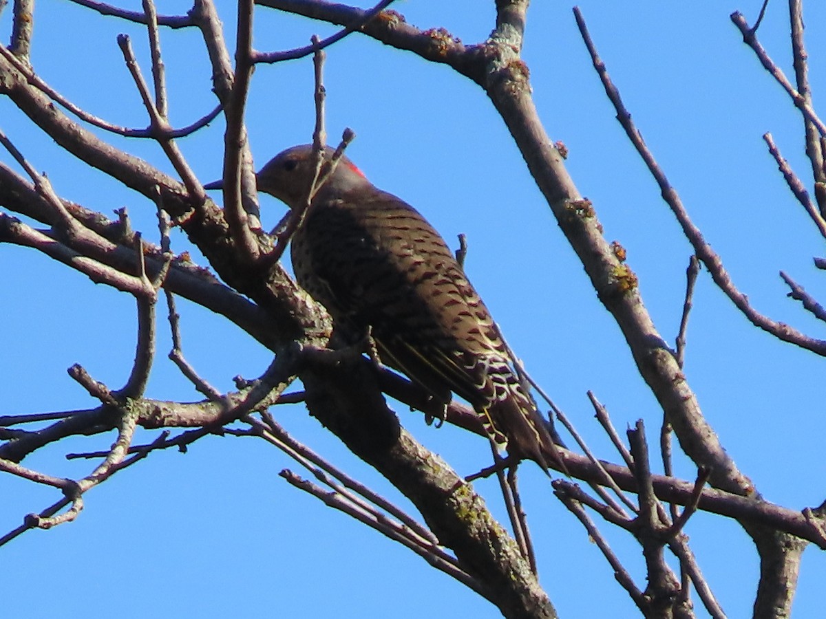 Northern Flicker - ML642115596