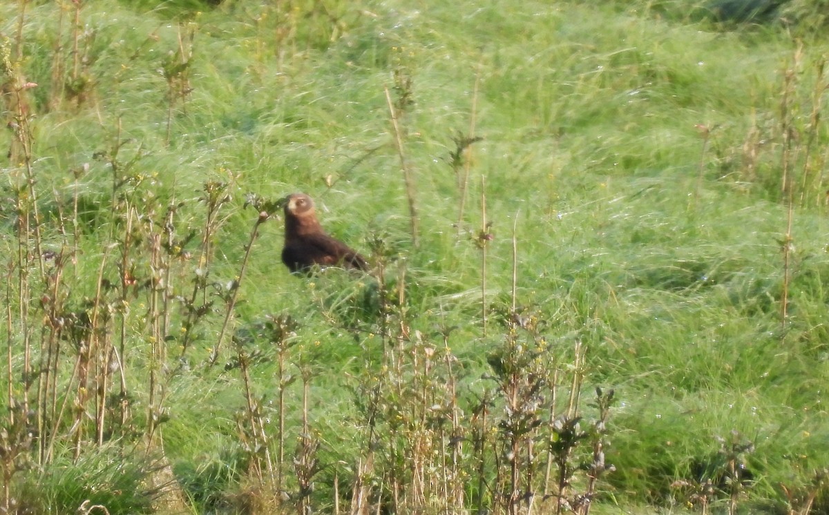 Northern Harrier - ML642115601