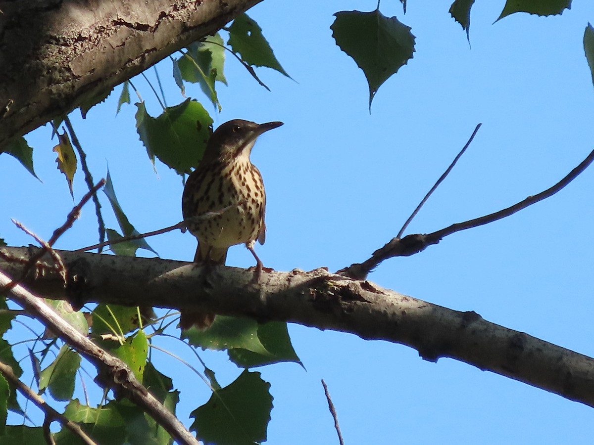 Brown Thrasher - ML642115602