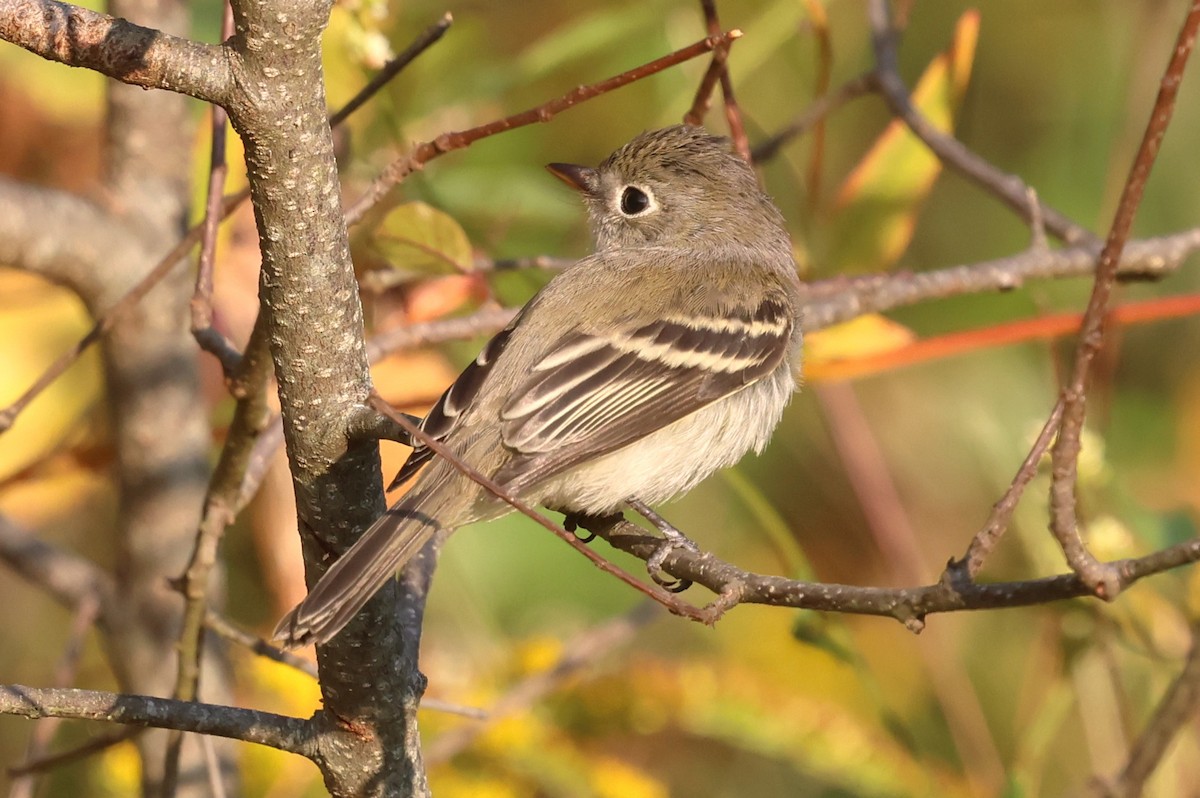 Least Flycatcher - ML642115606