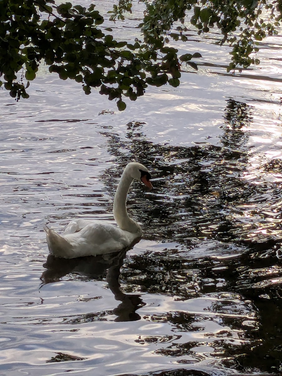 Mute Swan - ML642115613