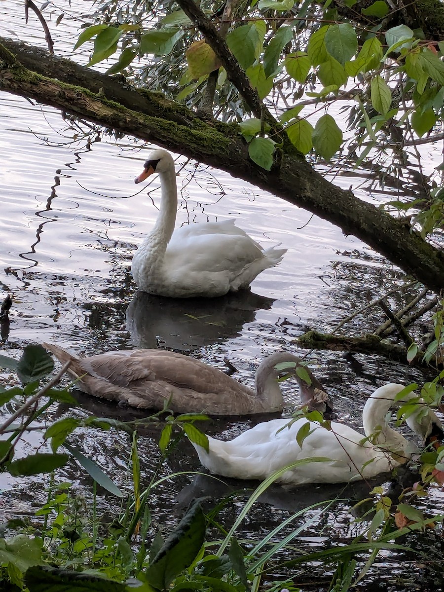 Mute Swan - ML642115614