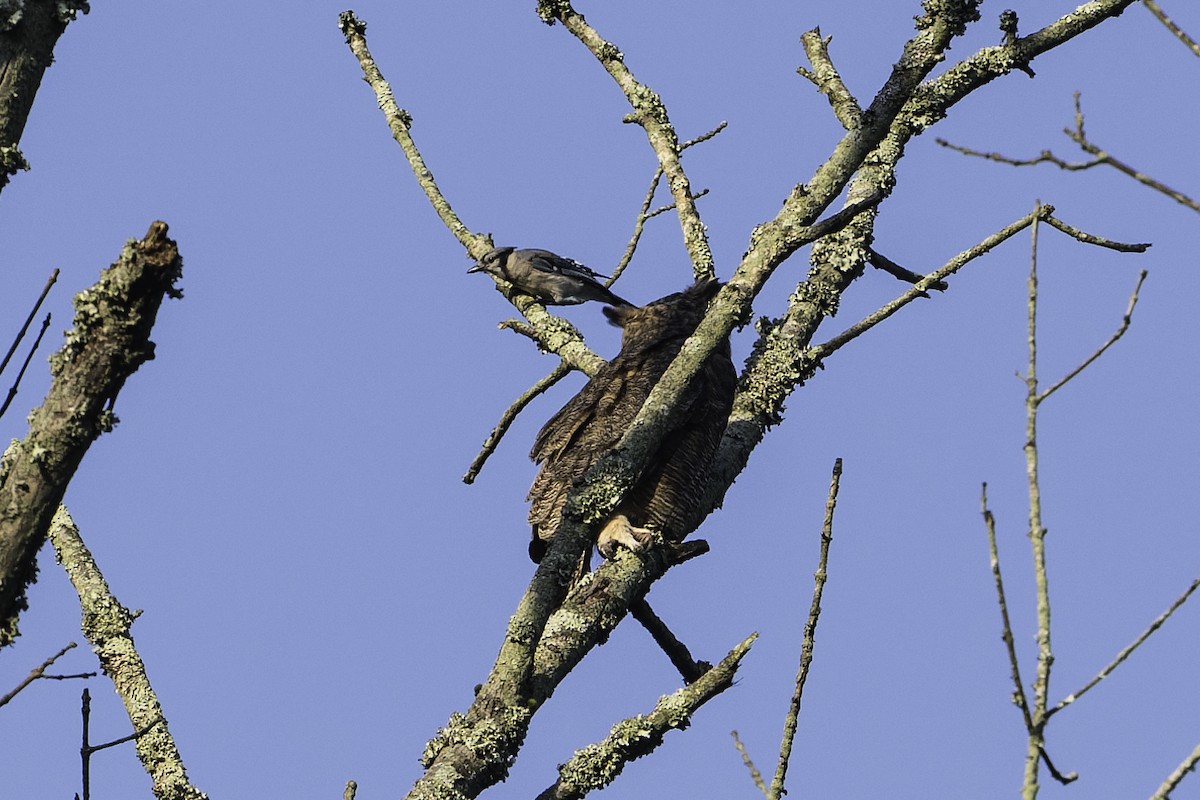 Great Horned Owl - ML642115615