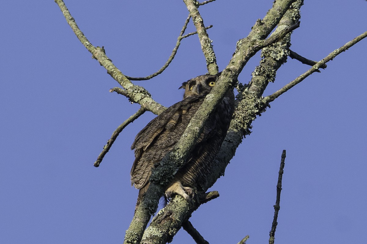 Great Horned Owl - ML642115617