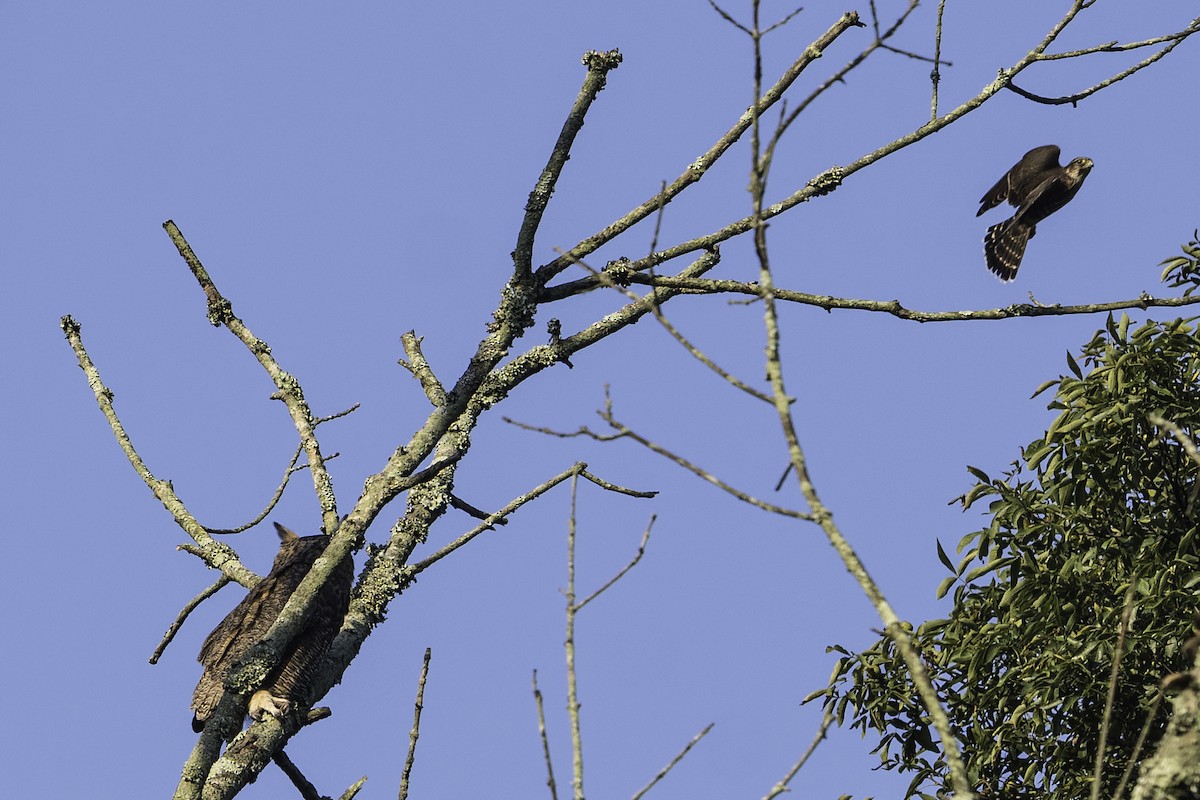 Great Horned Owl - ML642115618