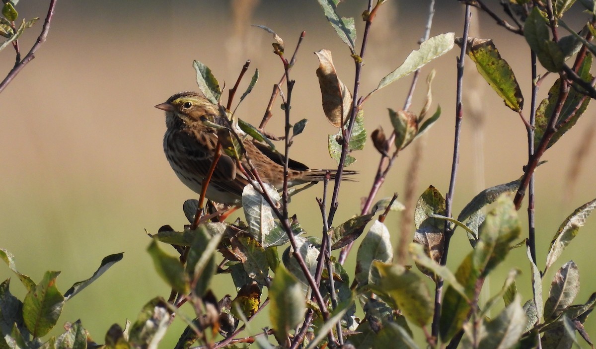 Savannah Sparrow - ML642115621