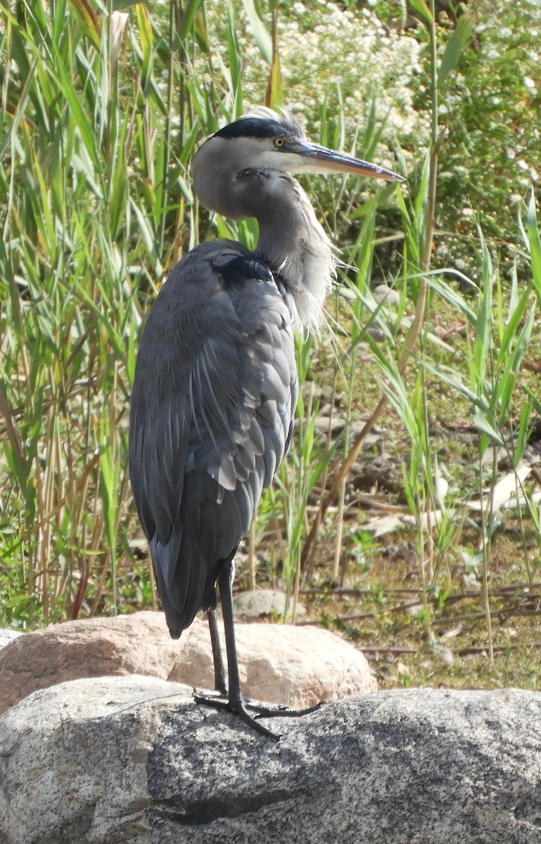 Great Blue Heron - ML642115622