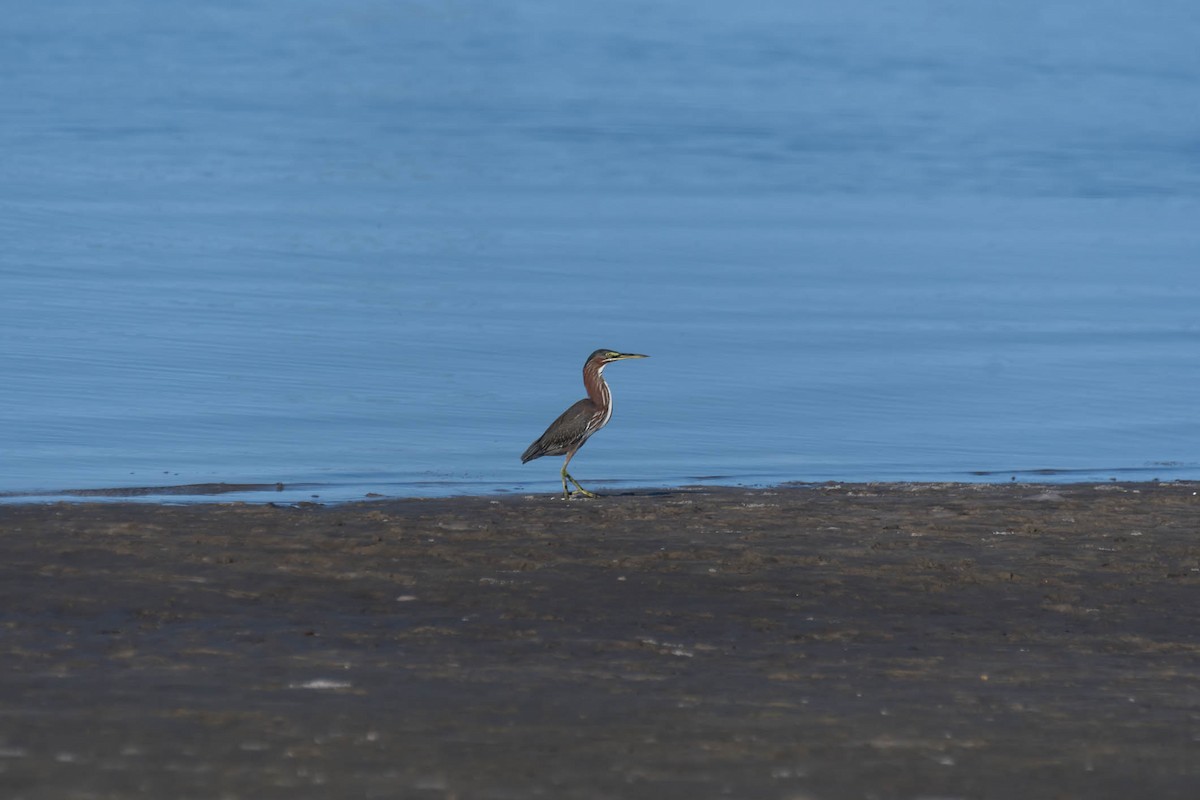 Green Heron - ML642115626