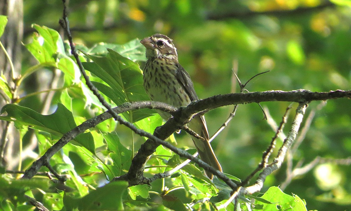 Rose-breasted Grosbeak - ML642115627
