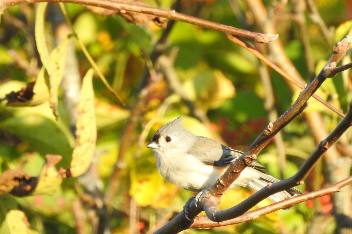 Tufted Titmouse - ML642115628