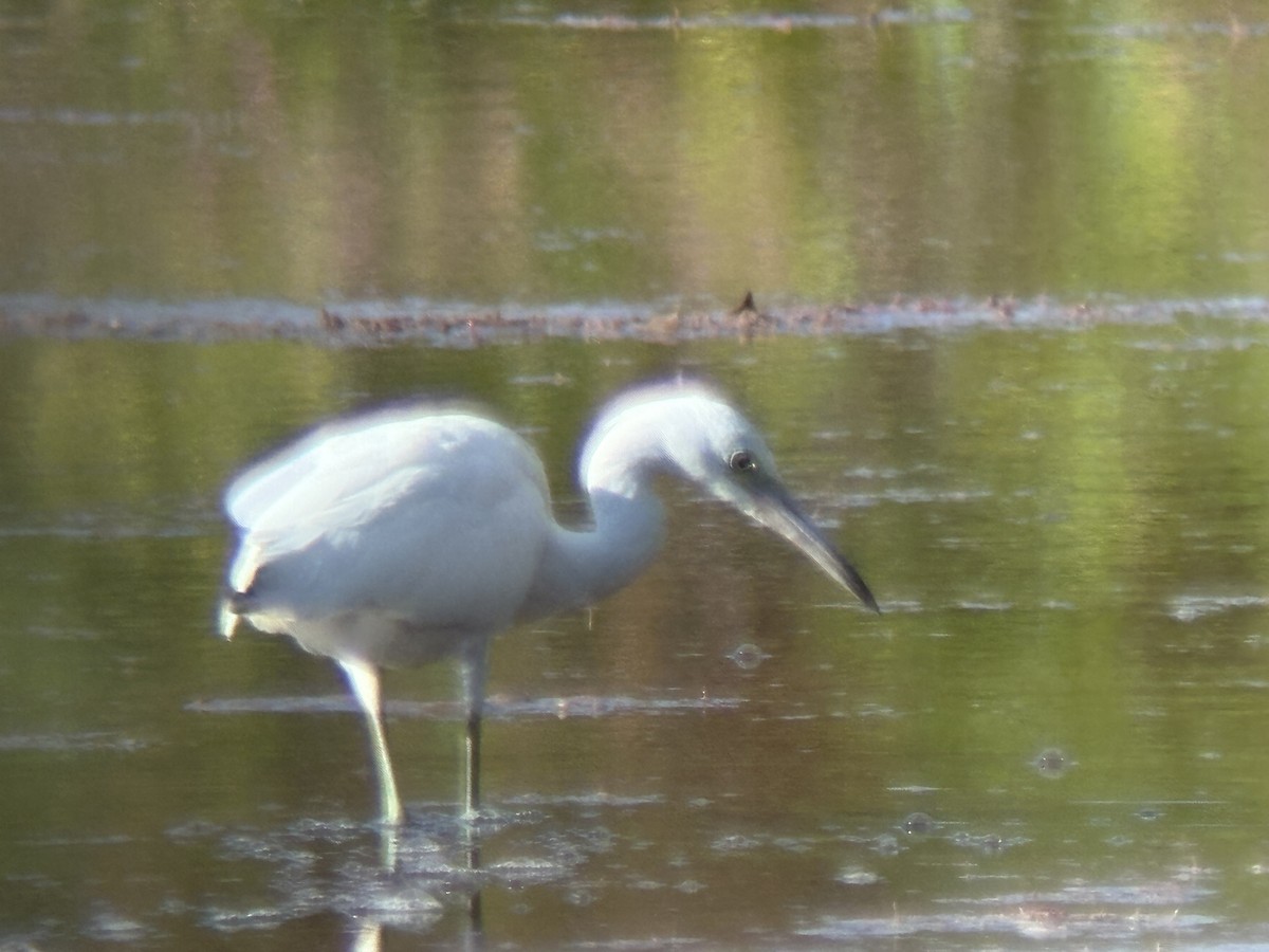 Little Blue Heron - ML642115635