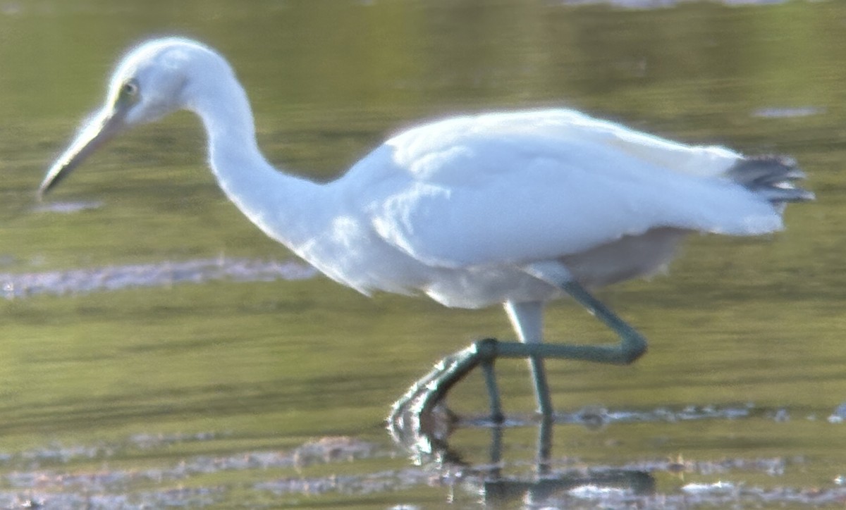 Little Blue Heron - ML642115637