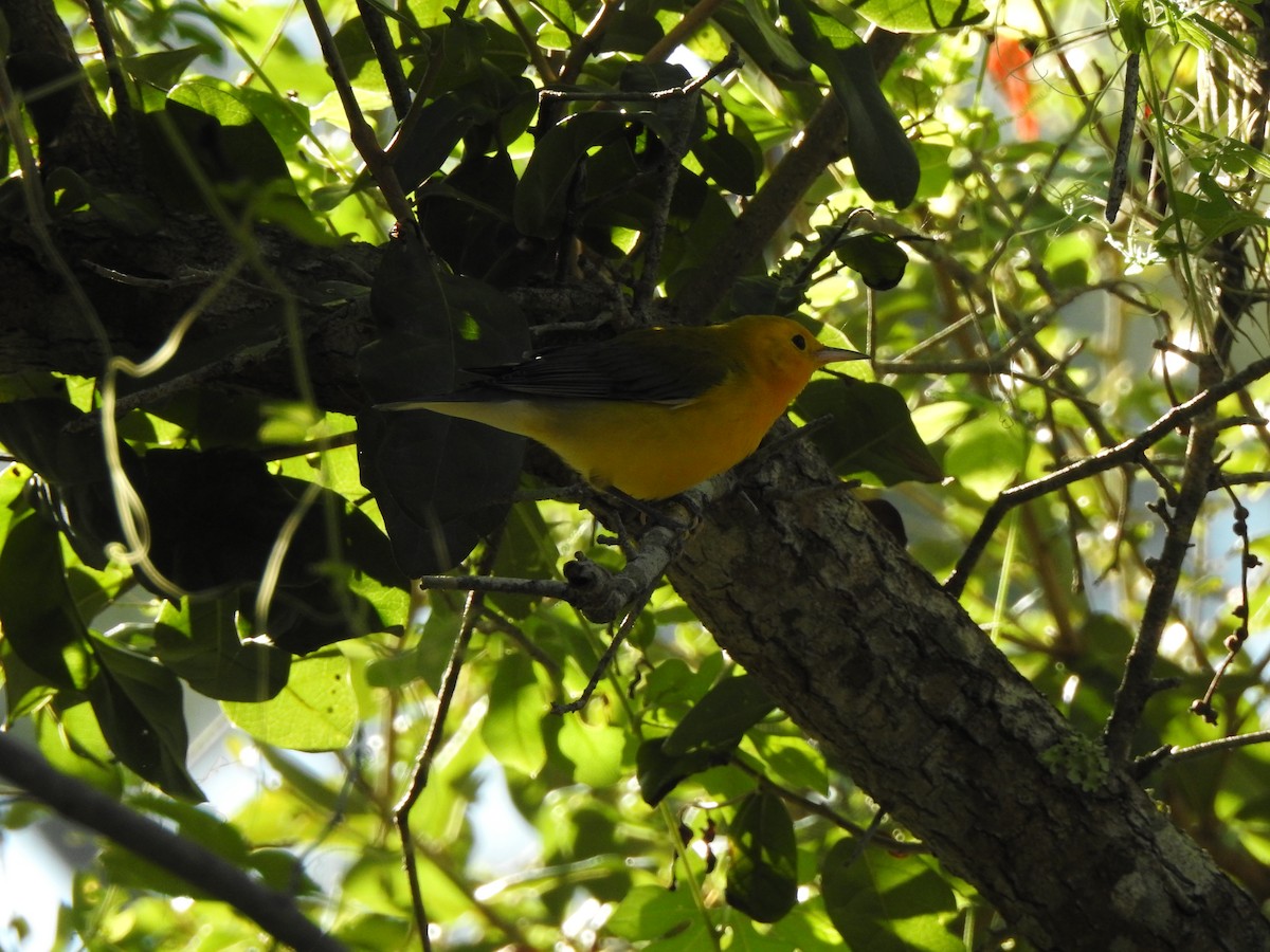 Prothonotary Warbler - ML642115644