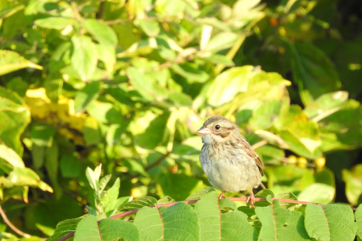 Song Sparrow - ML642115649
