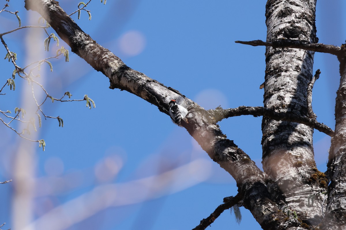 Hairy Woodpecker - ML642115652