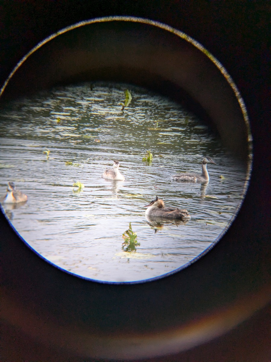 Great Crested Grebe - ML642115653