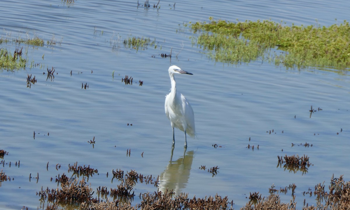 Reddish Egret - ML642115654